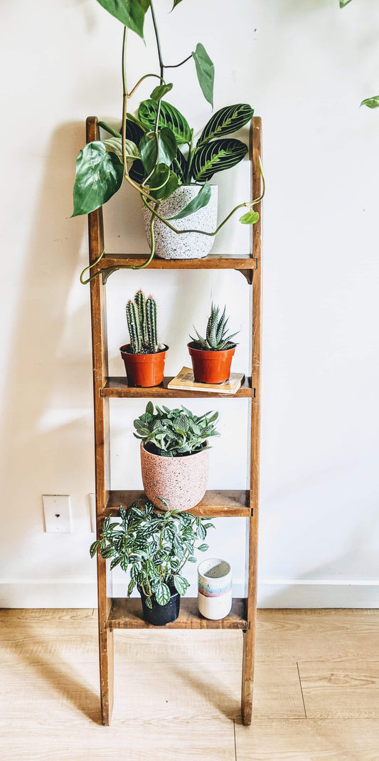The Roman Ladder Shelf