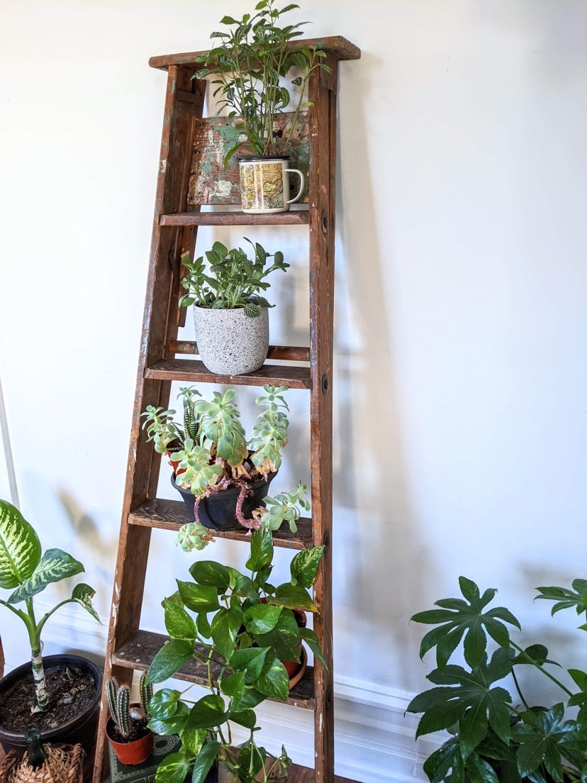 It’s A Ladder Shelf!