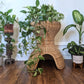 The Feline Hut & Plant Stand