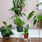 The Spiral Staircase Plant Stand