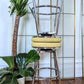 The Lime Lounge Stools