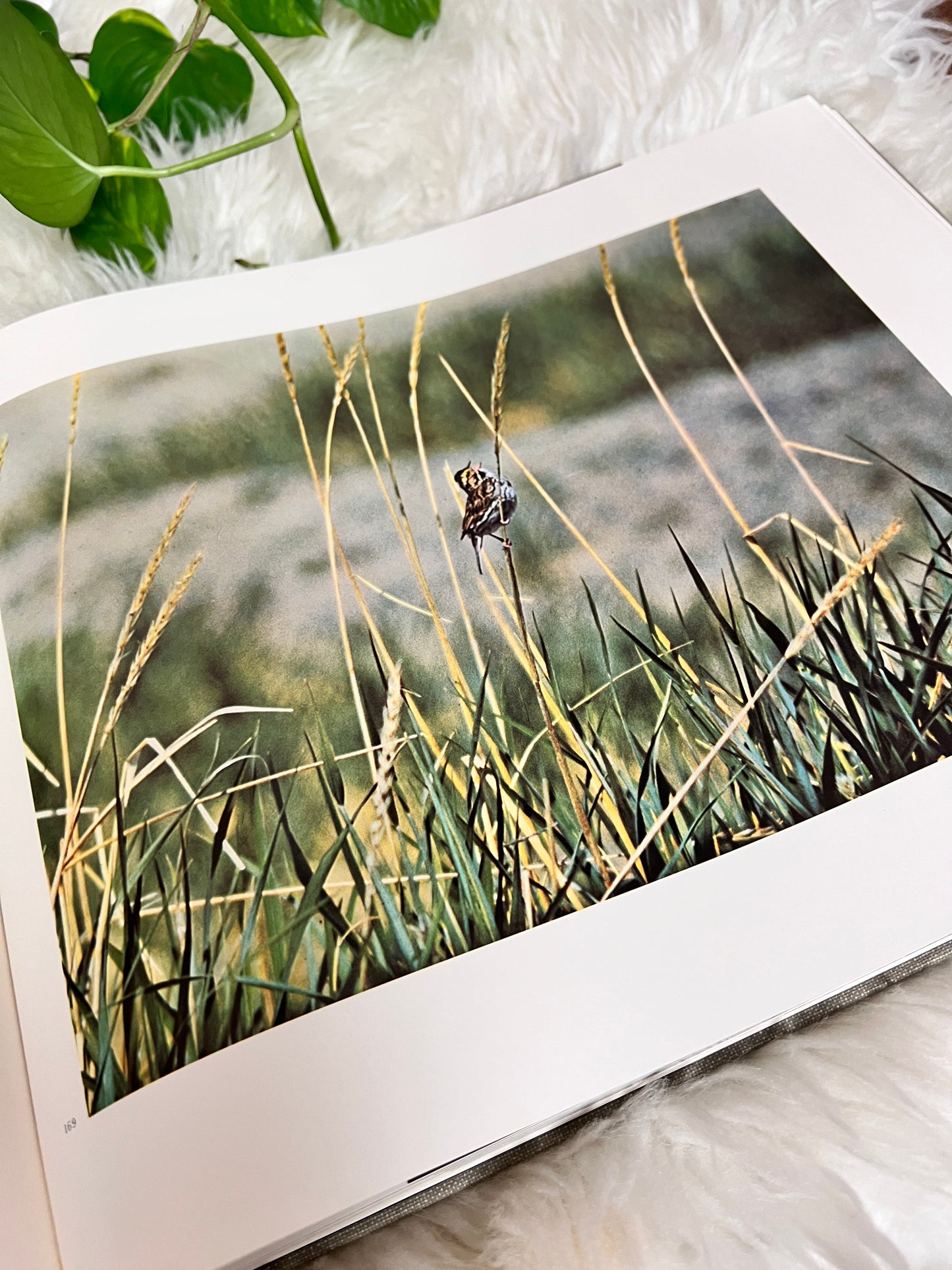 NFB Of Canada A Year Of The Land Book